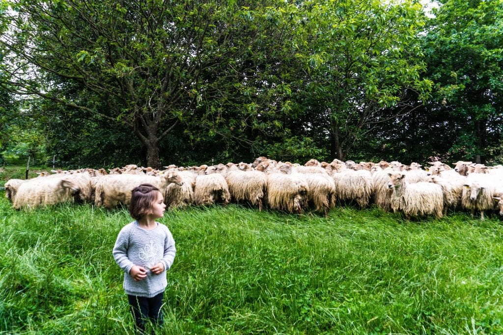 Basque Cheese Tour: