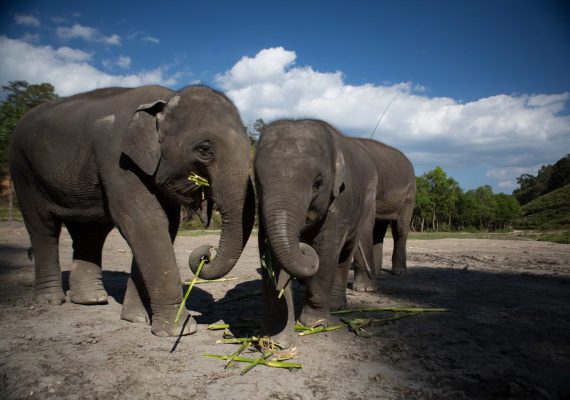 Chiang Mai: Elephant Jungle Sanctuary Chiang Mai: Elephant Jungle Sanctuary