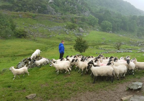 Life on an Irish Sheep Farm Life on an Irish Sheep Farm
