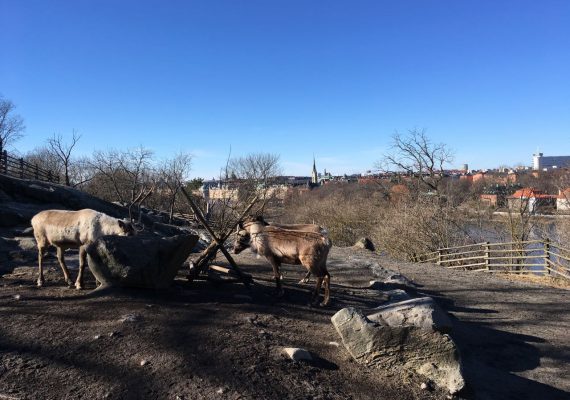 Skansen: Discover Swedish Nature and Culture Skansen: Discover Swedish Nature and Culture