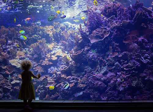 Maui With Kids: Maui Ocean Center and Iao Valley Hike Maui With Kids: Maui Ocean Center and Iao Valley Hike