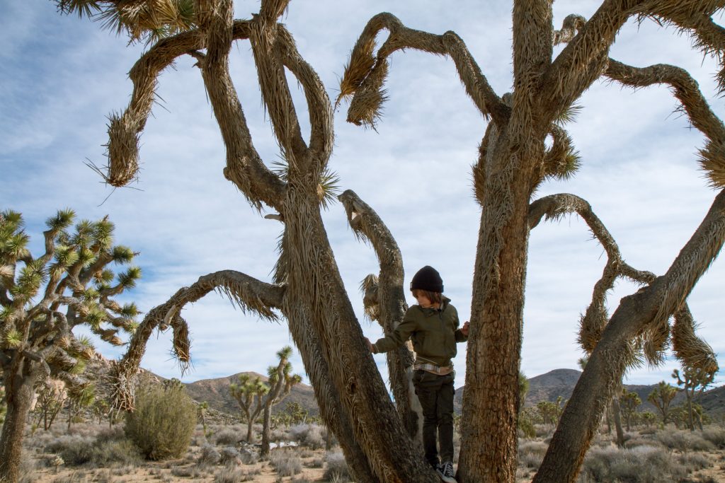 Boy climbing in Joshua Tree National Park