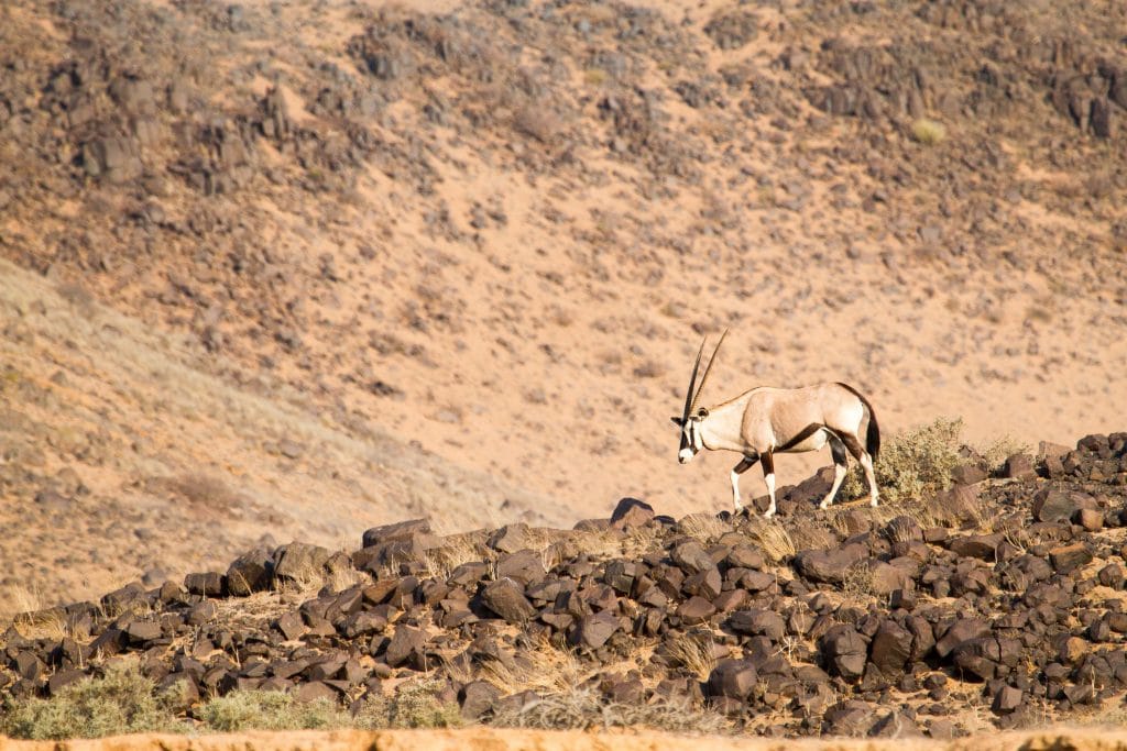 African Safari Holidays: Oryx in Damaraland