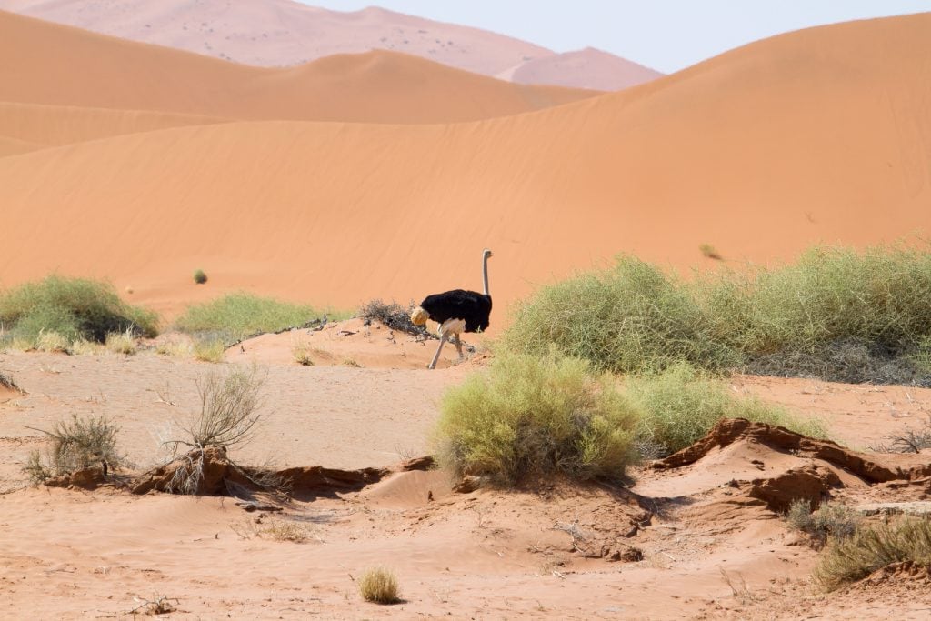 African Safari Holiday: Ostrich near Sossusvlei