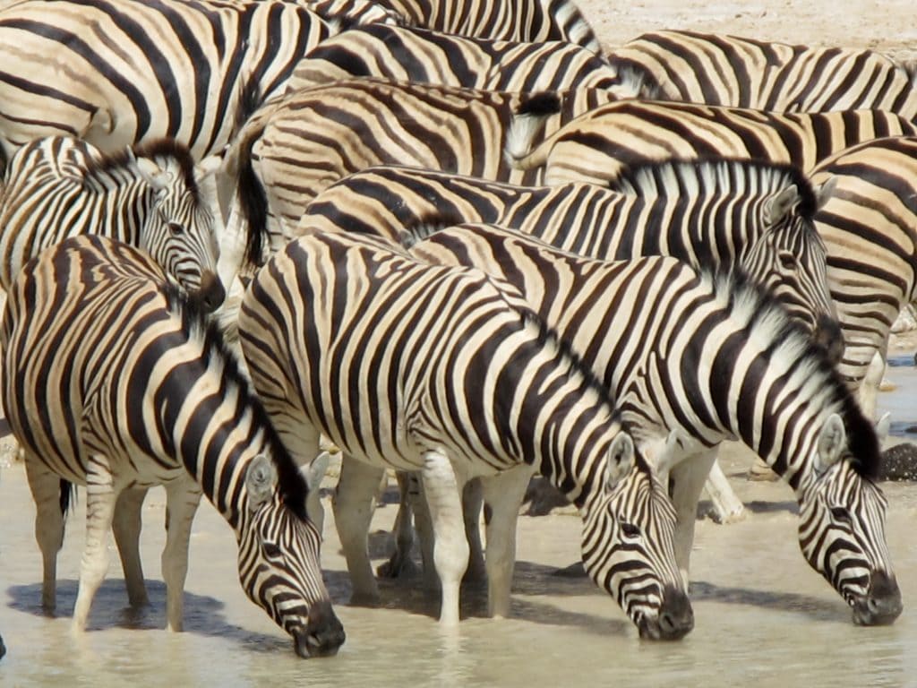 African Safari Holidays: Etosha with Kids