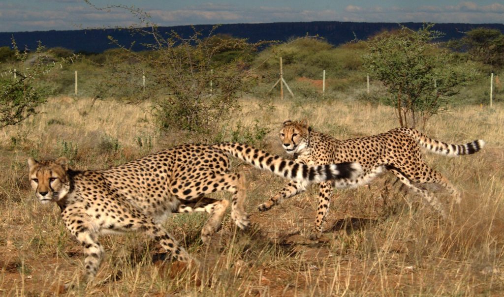 African Safari Holidays: Two Cheetahs Running