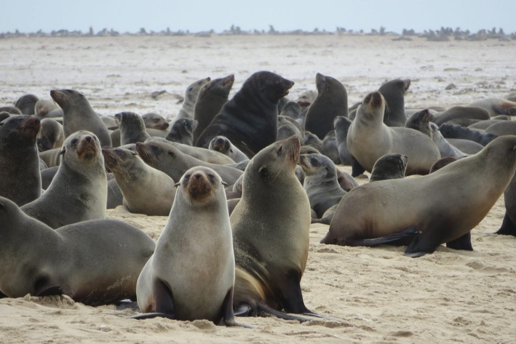African Safari Holiday: Seal Colony at Cape Cross
