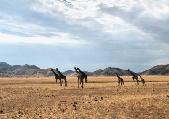 African Safari Holidays: Explore Namibia With Kids African Safari Holidays: Explore Namibia With Kids