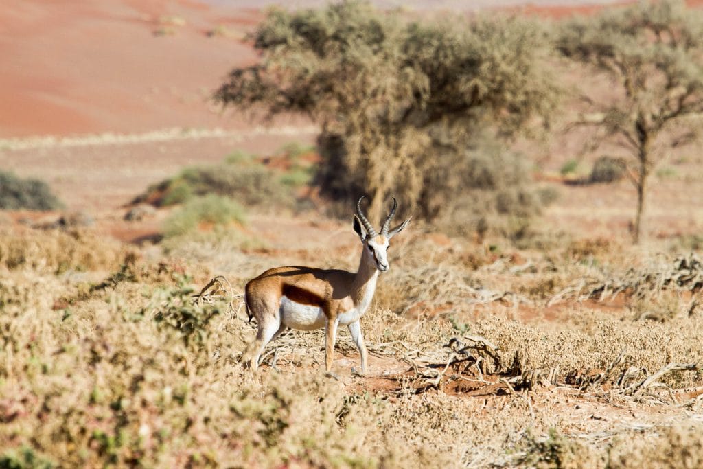 Africa for Kids: Springbok in the Namib Desert