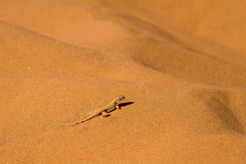 Africa for Kids: Lizard in the Namib Desert.