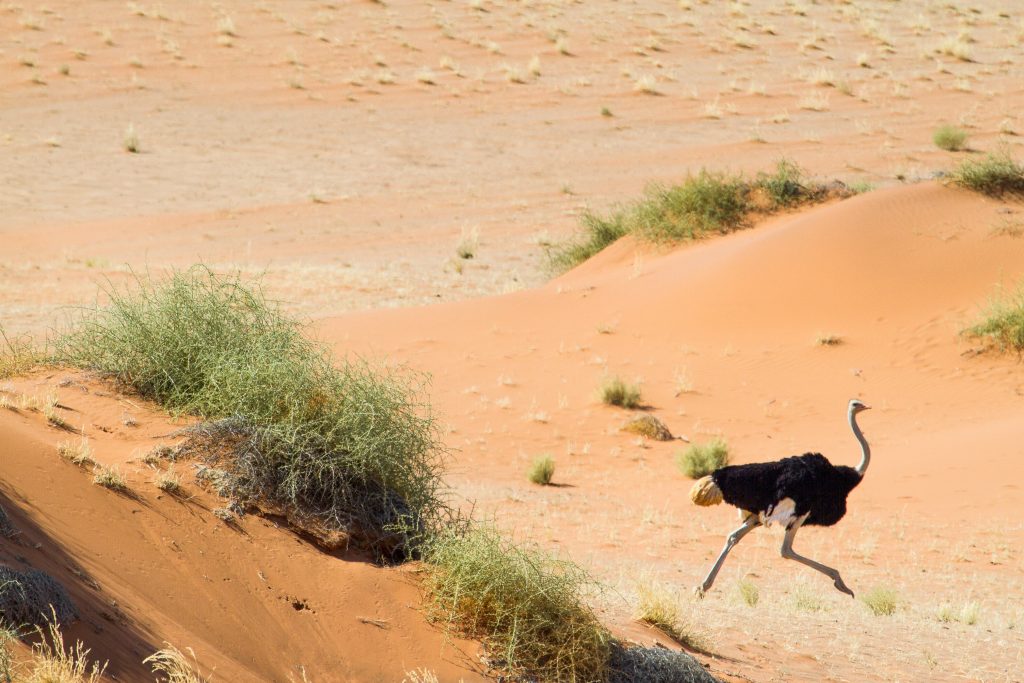 Africa for Kids: Ostrich in the Namib Desert