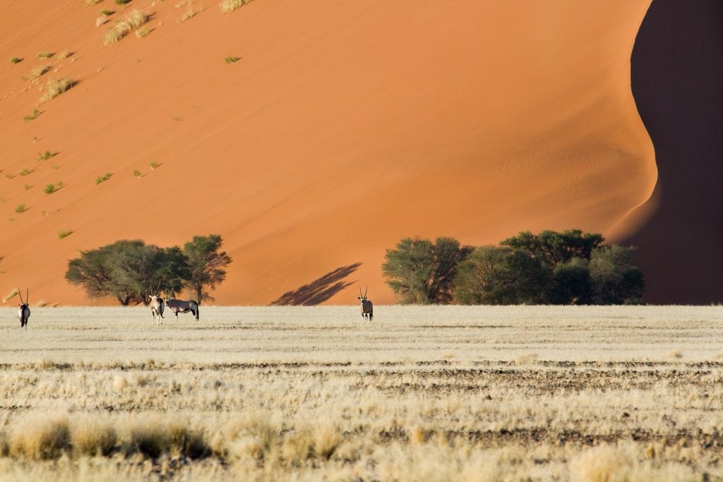 Africa for Kids: Oryx in Namib Desert