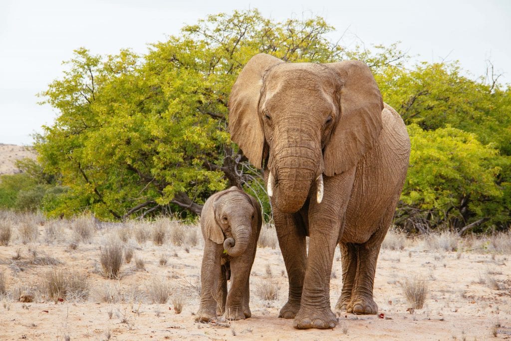 Africa for Kids: Desert Elephants