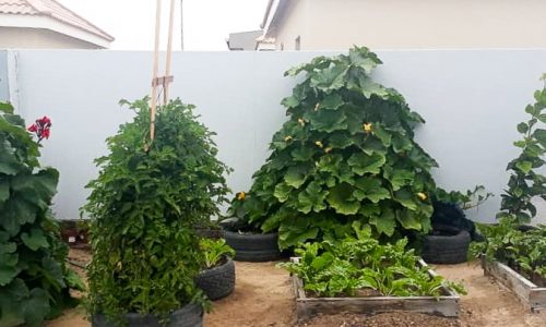 Africa for Kids: Daily Life in Swakopmund Africa for Kids: Vegetable garden in Swakopmund