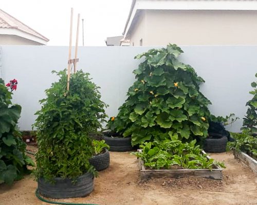 Africa for Kids: Vegetable garden in Swakopmund
