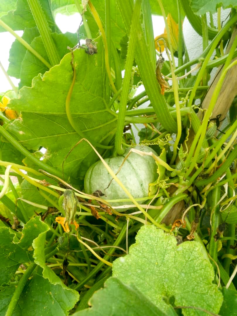 Africa for Kids: A pumpkin at Clive's garden