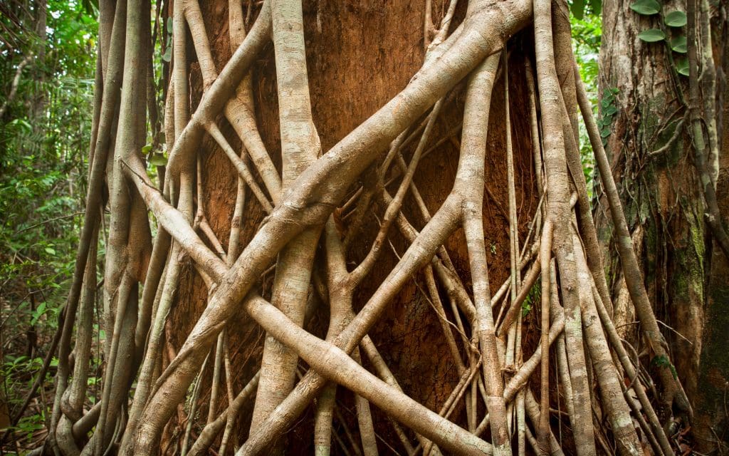 Australia for Kids: Strangler Fig