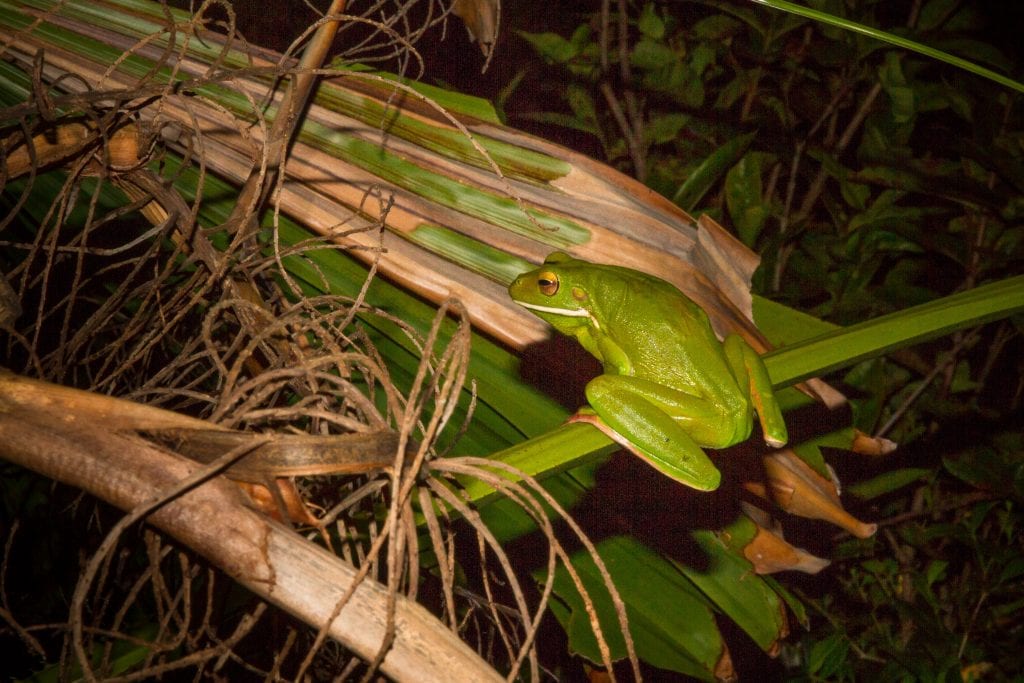 Australia for Kids: Tree Frog