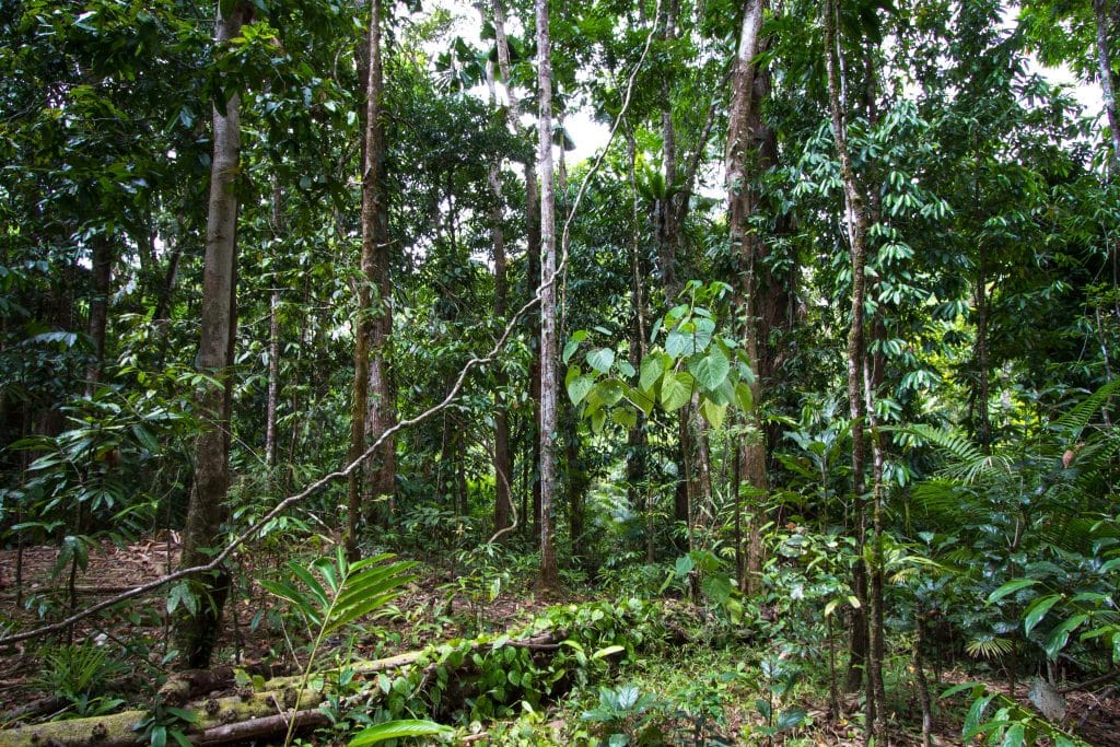 Australia for Kids: Rainforest