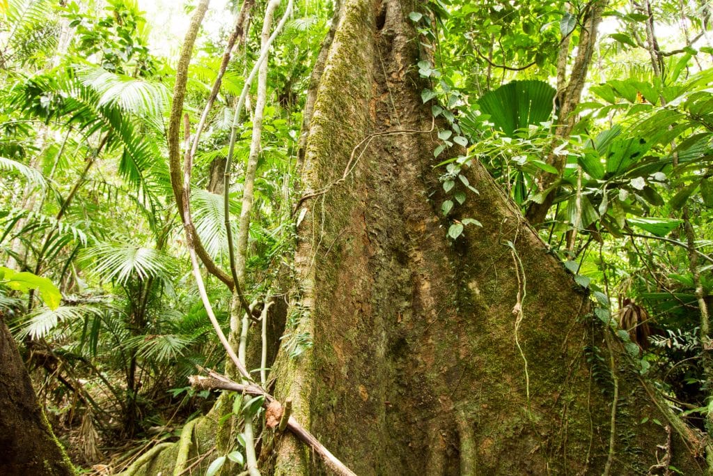 Australia for Kids: Rainforest Trees