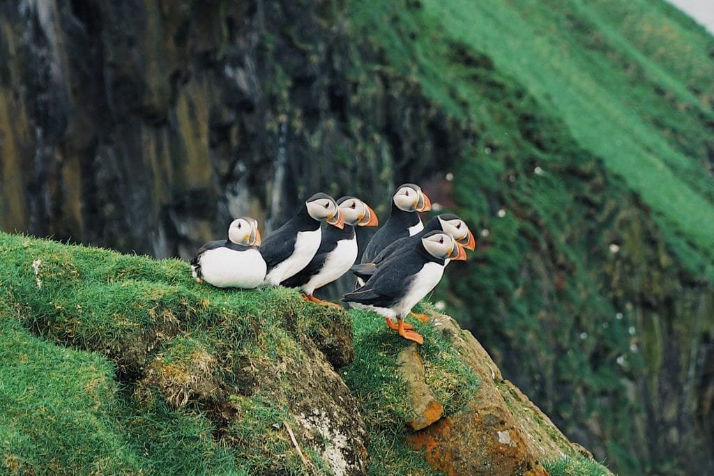 Faroe Islands with kids: puffins
