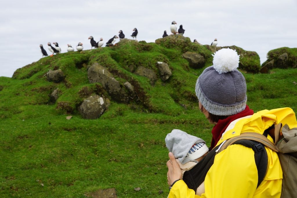 Faroe Islands with kids: puffins