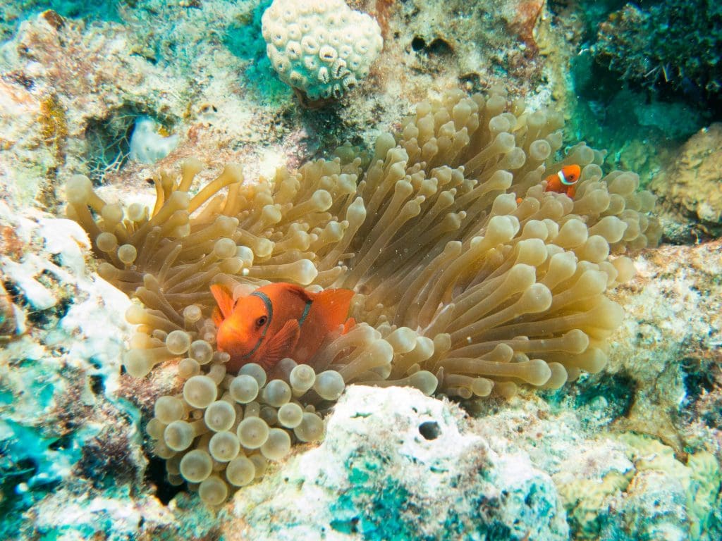 Australia for Kids: Clownfish