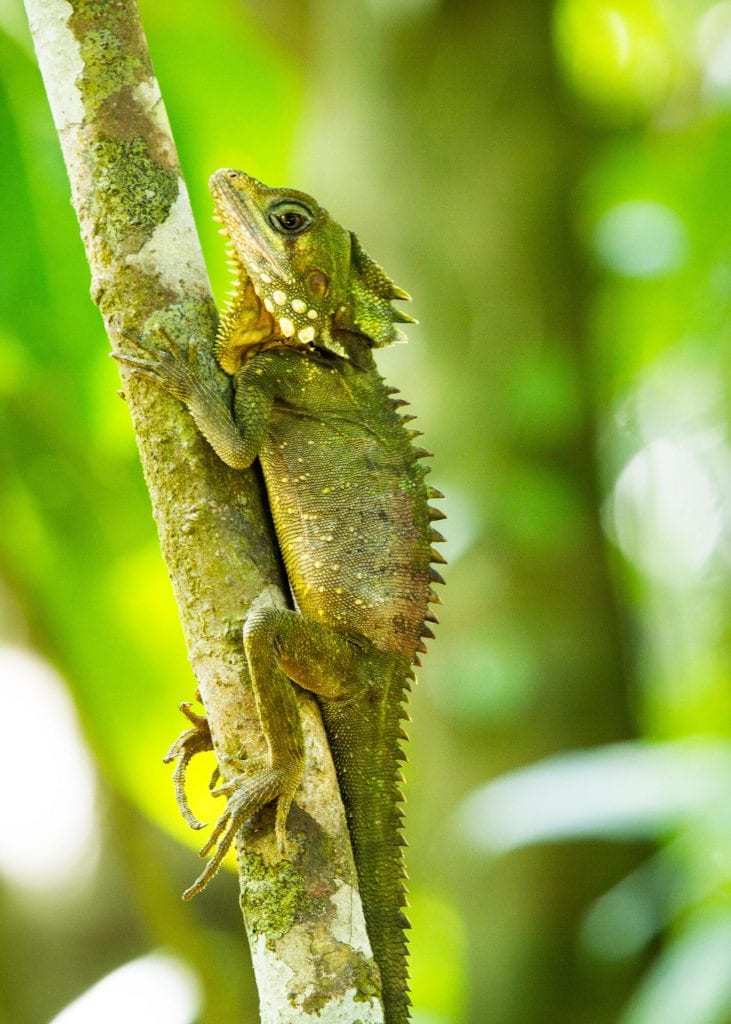 Australia for Kids: A Boyd's Dragon