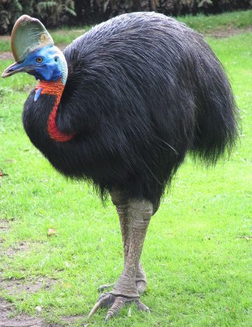 Australia-for-Kids_Cassowary Australia for Kids: Cassowary