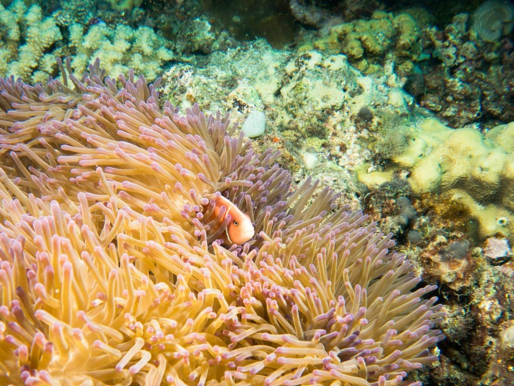 Australia for Kids: Anemone and Clownfish