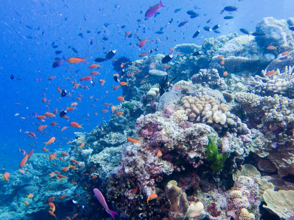 Australia for Kids: Coral Reef Fish