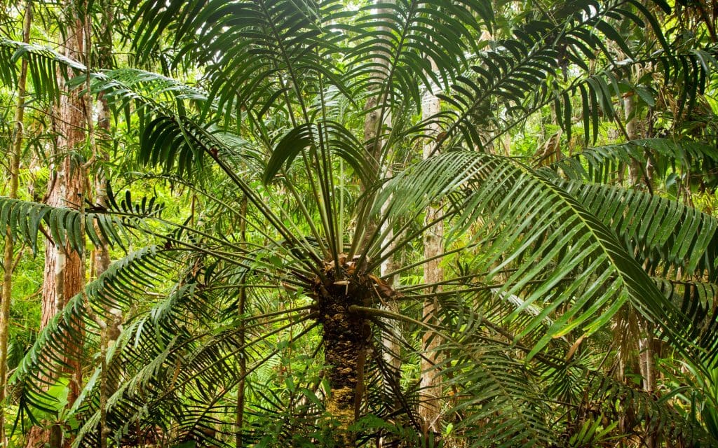 Australia for Kids: Tree Fern