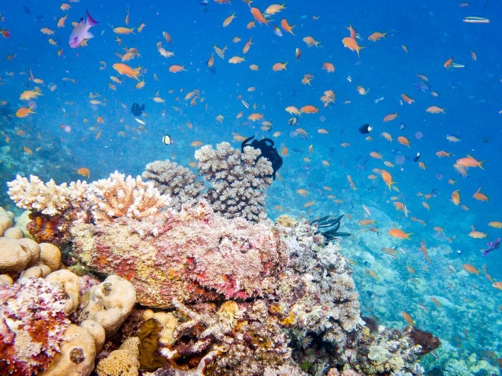 Australia for Kids: Stonefish