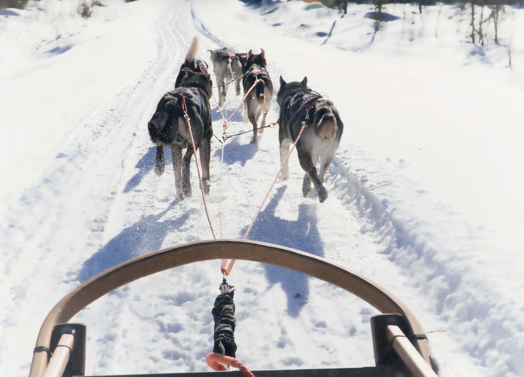 What to do in Finland with kids: Husky Ride