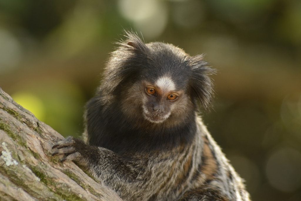 Brazil for Kids: Black-tufted marmoset