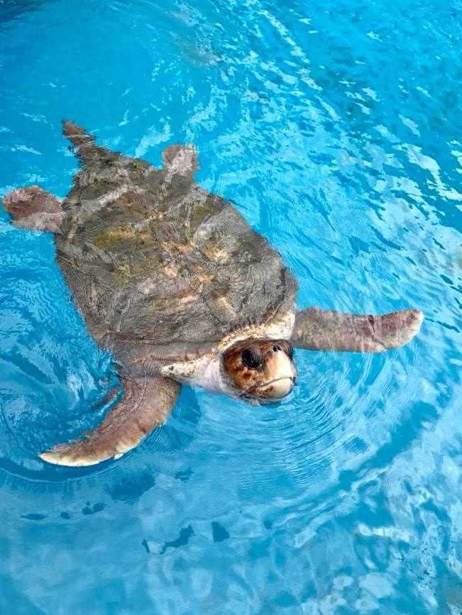 Brazil for Kids: Green sea turtle at Projeto Tamar