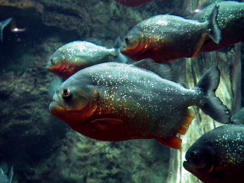 Brazil for Kids: Red-bellied piranhas