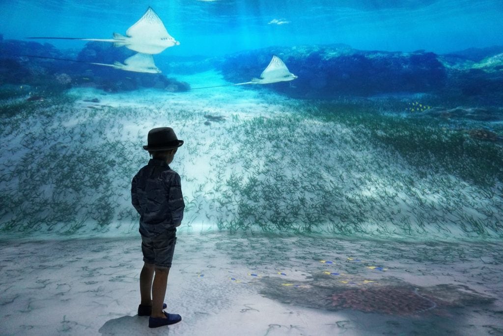 Things to do in NYC with Kids: National Geographic Encounter