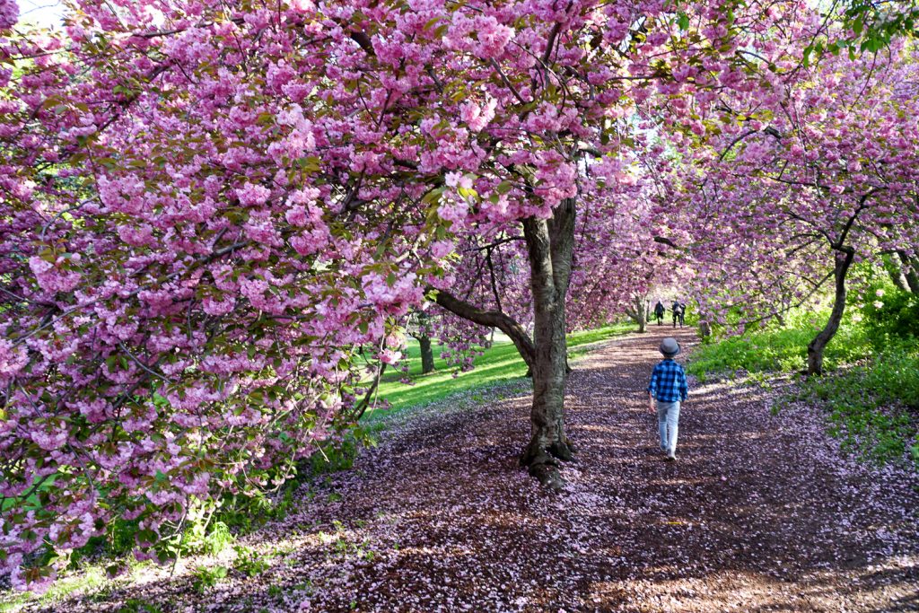 Things to do in NYC with kids: Cherry blossoms in Central Park