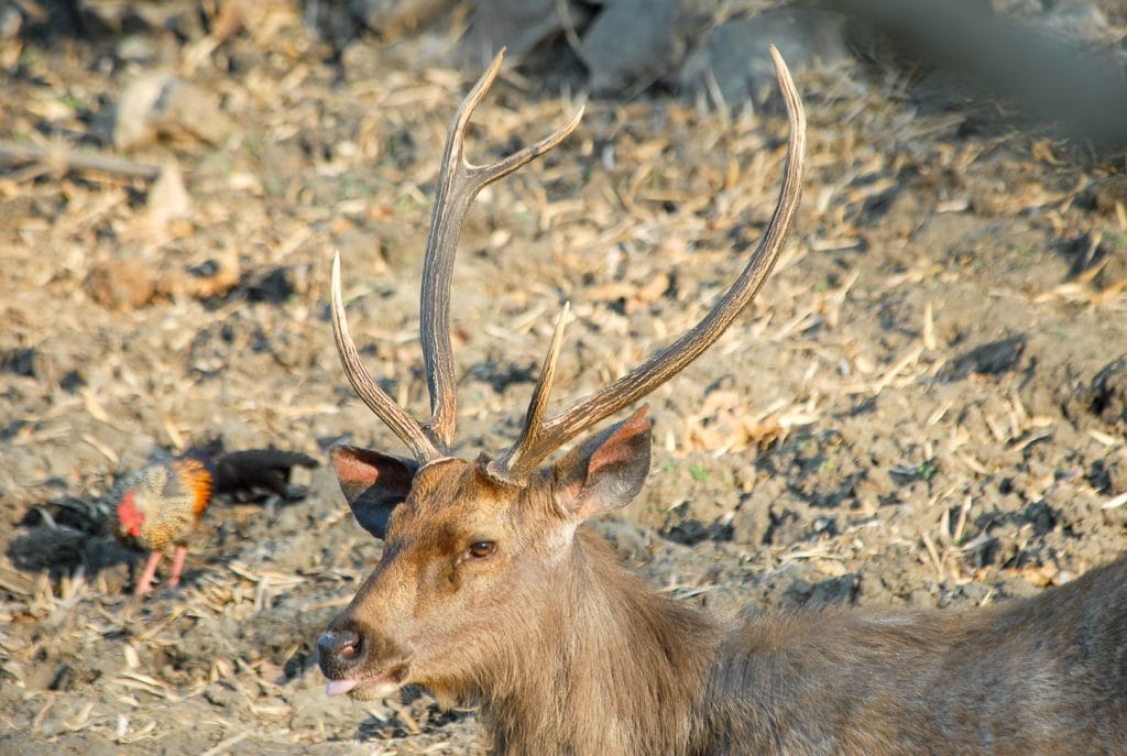 India for kids: deer