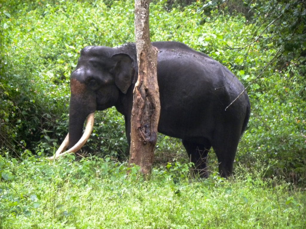 India for kids: an elephant at Bandipur