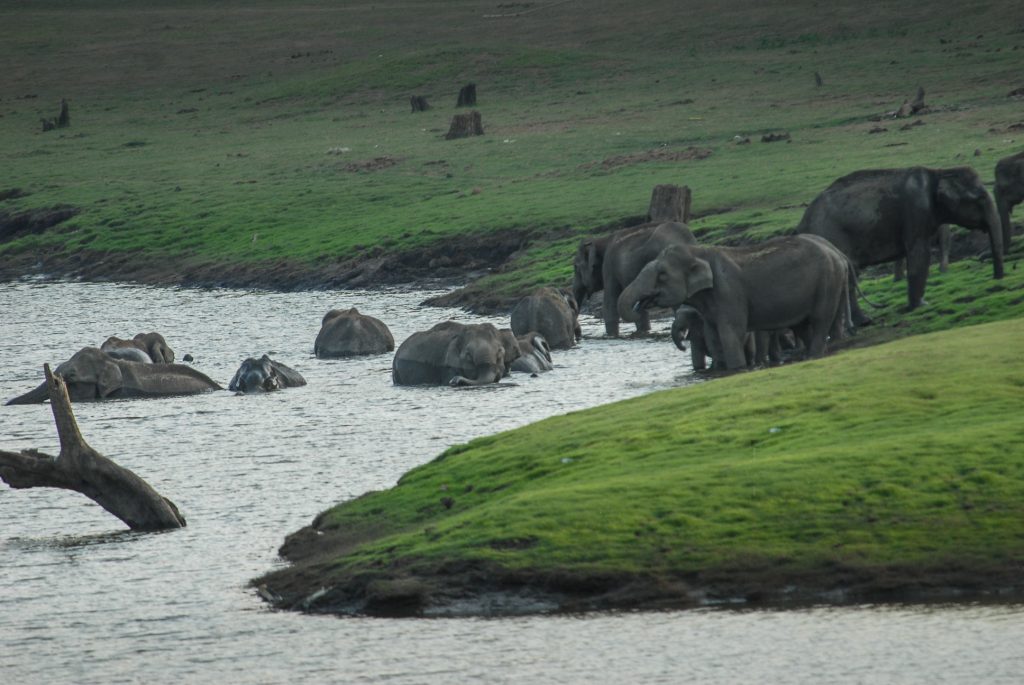 India for kids: herd of elephants
