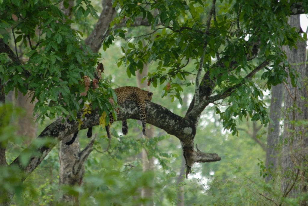 India for kids: Leopard in tree