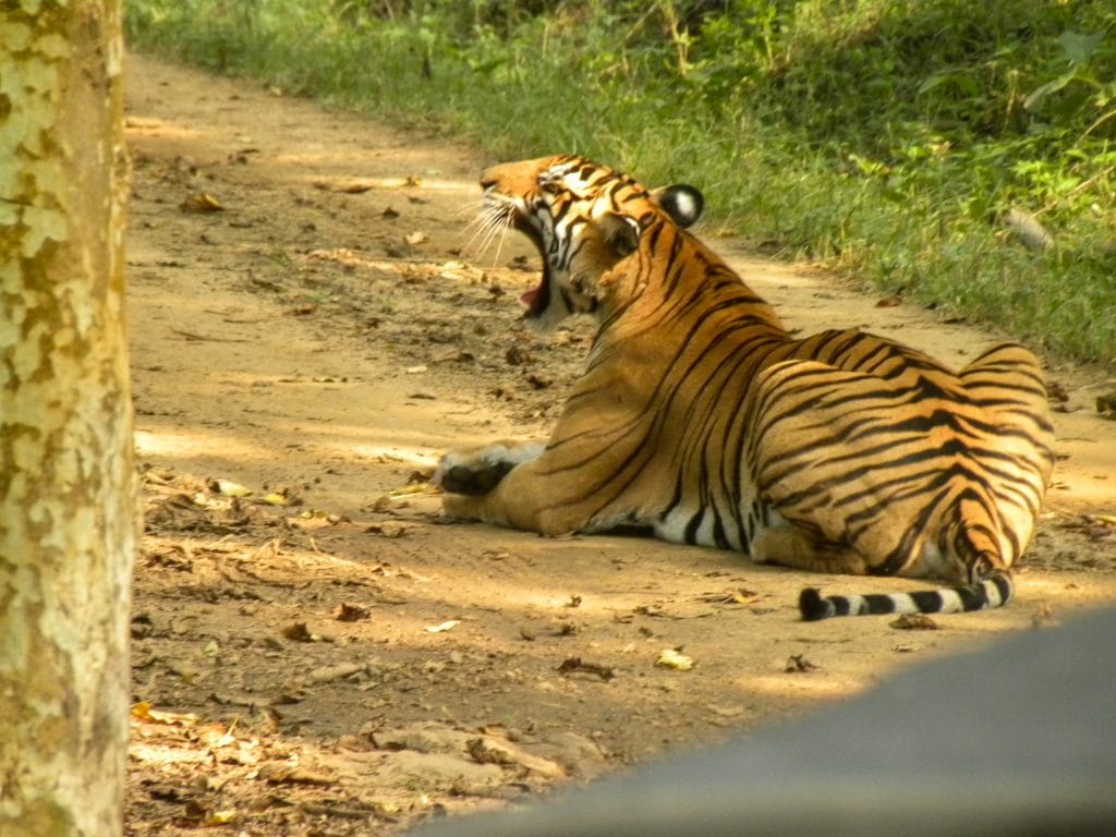 India for kids: Tiger in Bandipur