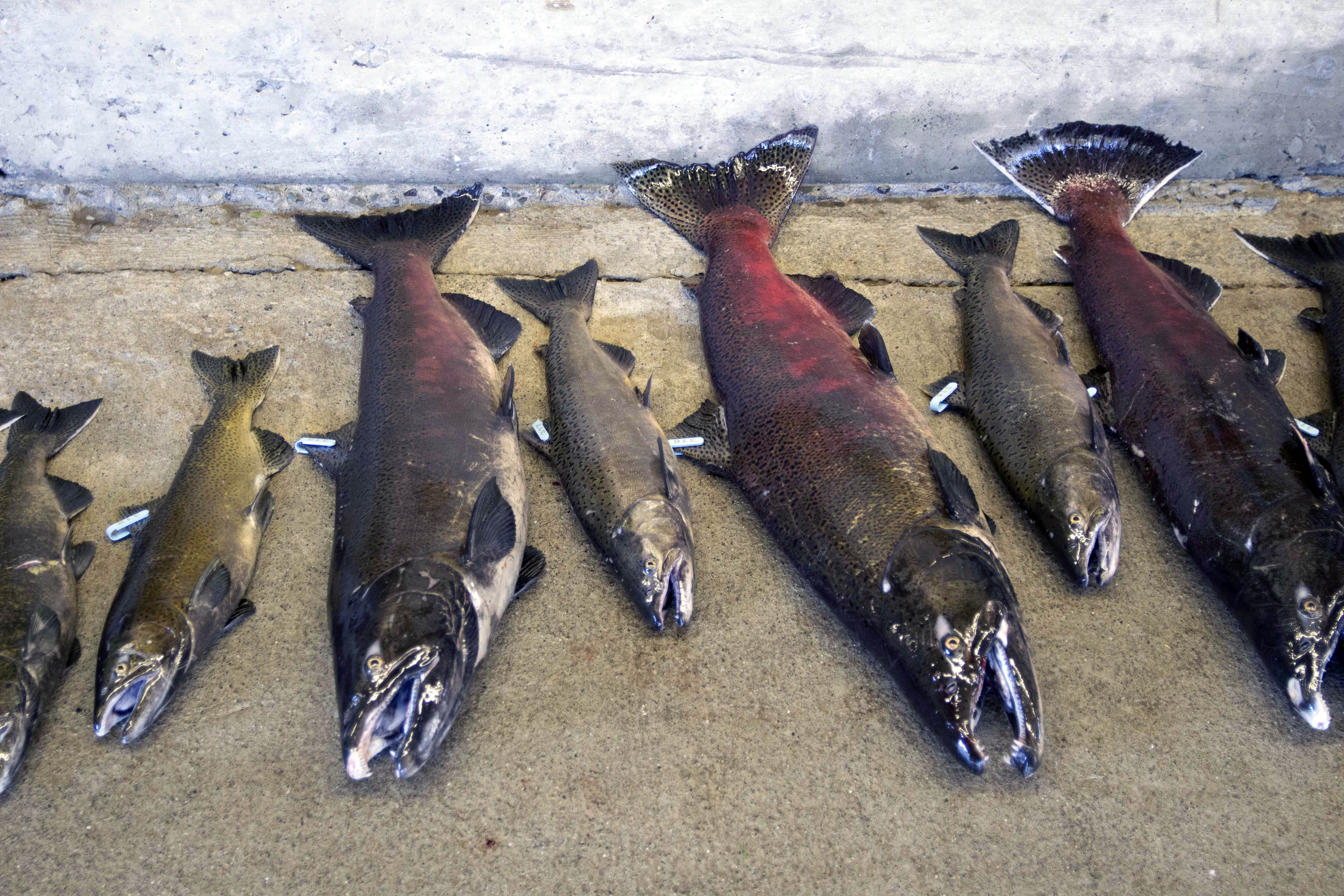 A hatchery culture with vision IFish Fishing Forum