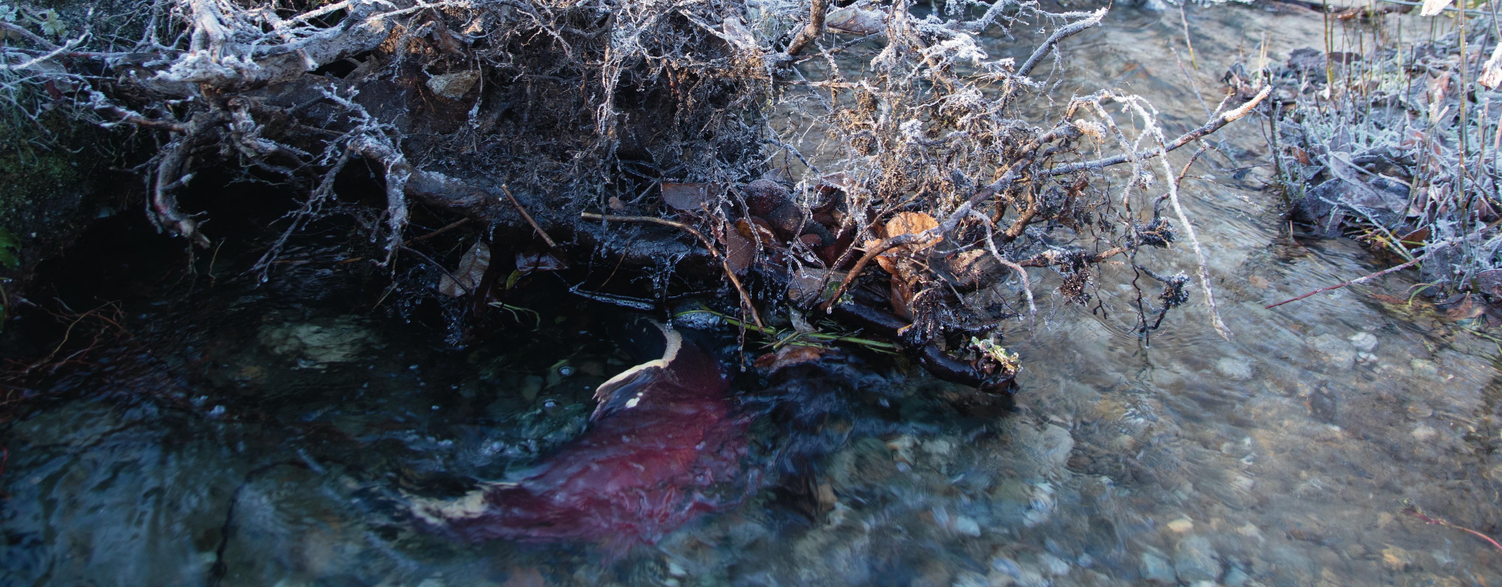Tulalip Tribes works with state to restore fish passage - Northwest ...