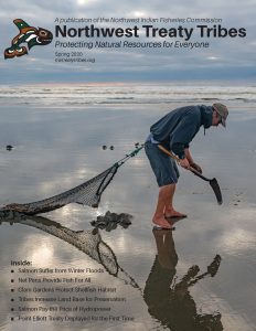 Quinault Indian Nation tribal member digs for razor clams