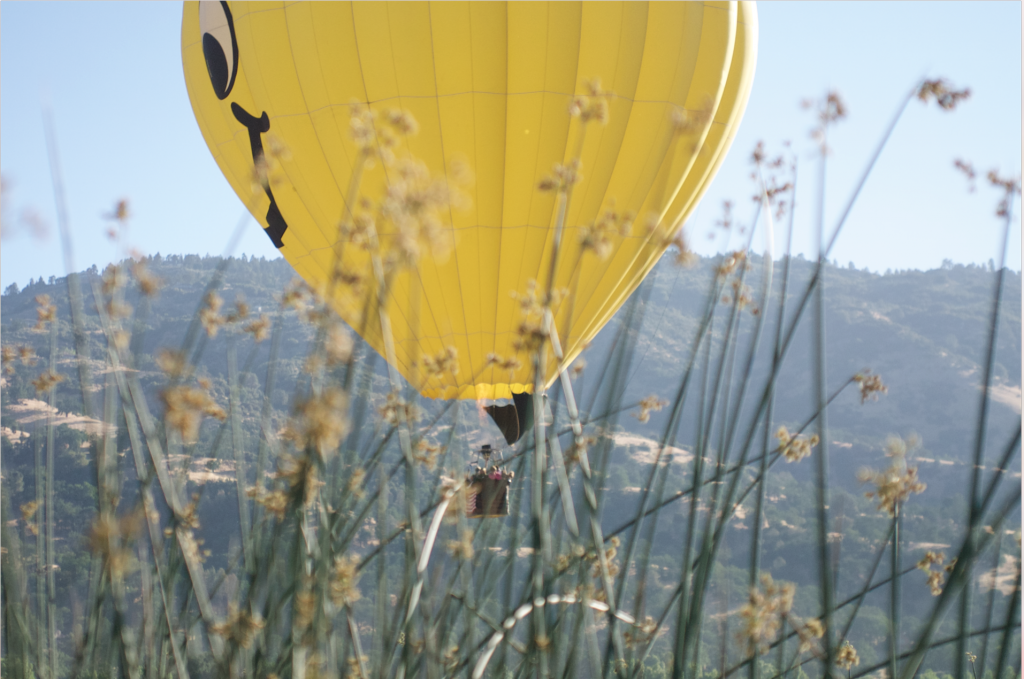hot air balloon amid bushes