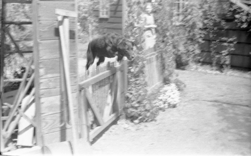 Dog jumping fence · Hanford History Project