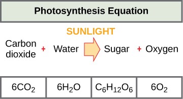 carbon dioxide formula and photosynthesis